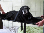 SpecialNeedsDog