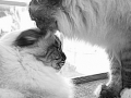 brothers