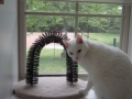 cat-condo-2