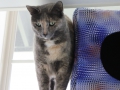 cat-condo_0