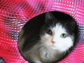kitty-cube-2