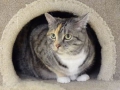 kitty