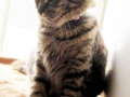 meow