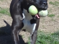 fetching-double-the-fun