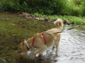 singular-dog-creek-walk