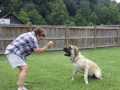 singular-dog-fetch-session