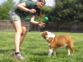 singular-dog-fetch-session_0