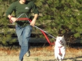 singular-dog-nature-walk-3