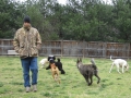 woof-club-large-dog-group-2_0
