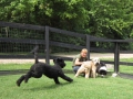 woof-club-large-dog-group-4