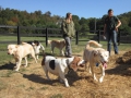 woof-club-large-dog-group-5