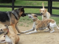 woof-club-large-dog-group-6