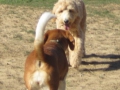 woof-club-large-dog-group