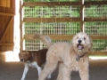 woof-club-large-dog-group_0