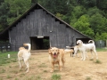 woof-club-large-dog-group_1