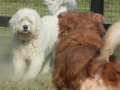 woof-club-large-dog-group_2