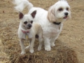woof-club-small-dog-group-3