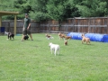 woof-club-small-dog-group-3_0