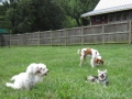woof-club-small-dog-group-4