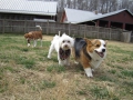 woof-club-small-dog-group-5_0