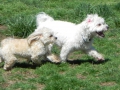 woof-club-small-dog-group-6