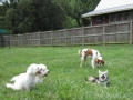 woof-club-small-dog-group-7