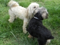 woof-club-small-dog-group-8