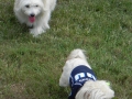 woof-club-small-dog-group