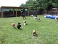 woof-club-small-dog-group_1