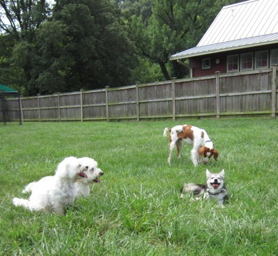 woof-club-small-dog-group-4