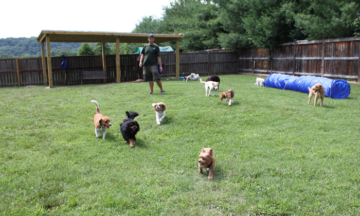 woof-club-small-dog-group_1