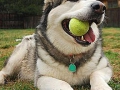 ball