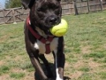 ball2_0