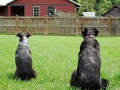 bella-and-maggie