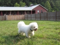 big-field-small-dog