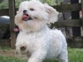 bitsy