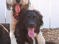 buddies-2