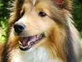 cody