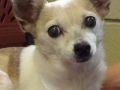ears