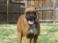 fetch-7