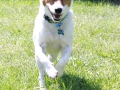 small-dog-group-2