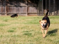 small-dog-group-3