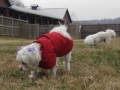 small-dog-group