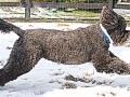 snow_0