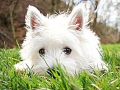 spring_0