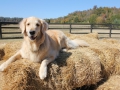 taking-a-break-in-the-barn-yard