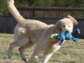 toy-2_0