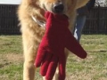 toy_0