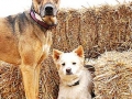 woof-club_0