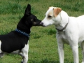 woof-pack-fun-3